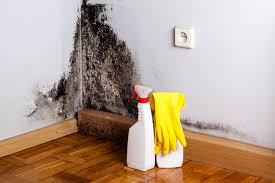 Why You Should Choose Our Mold Remediation Services in (206) 803-13630